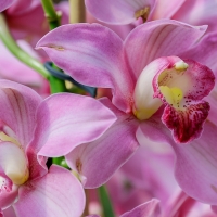 Orchids