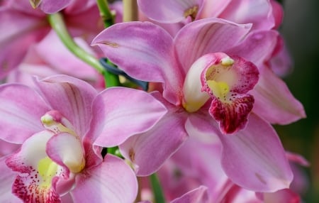 Orchids