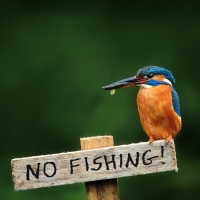 No Fishing !