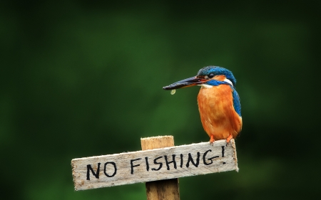 No Fishing ! - Bitd, Nature, Animal, Kingfisher, Fish