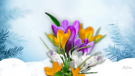 Ssigns of Spring - crocus, blossoms, snow, blooms, winter, flowers, spring