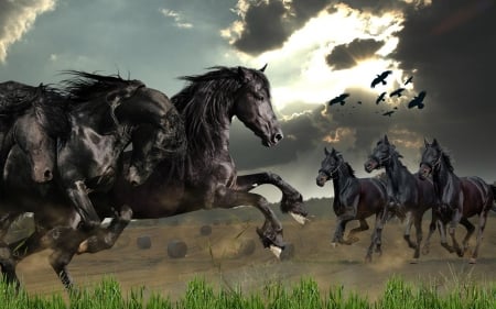 Black Horses - horses, sky, art, clouds