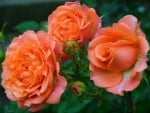 Orange Roses