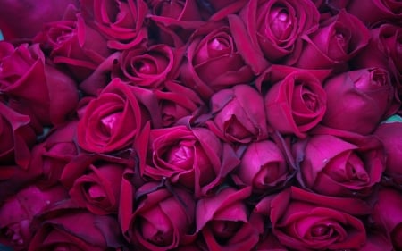 Roses - flower, rose, pink, texture, skin