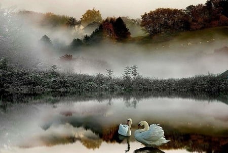 lakes winter - photo, lakes, winter, birds