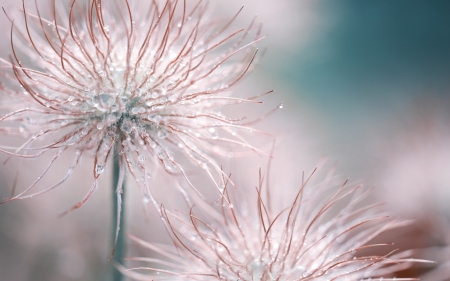 * - drops, water, bokeh, macro, nature