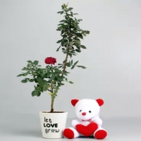 Red Rose Plant With Teddy Bear