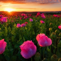 Thuringia Poppy Field,Germany