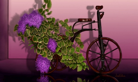 Lilacs in an Antique Tricycle - flowers, tricycle, still life, bicycle, lilacs