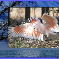 MAJOR MITCHELL COCKATOO