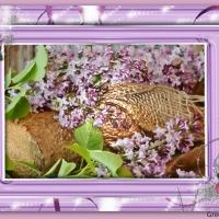 LILACS ON A LOG