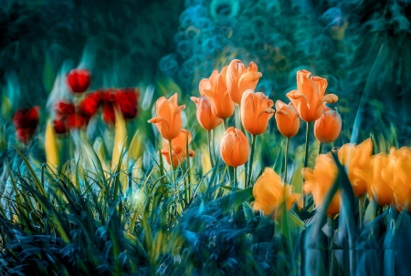 Tulips - blossoms, garden, plants, spring, colors