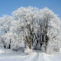 crown trees