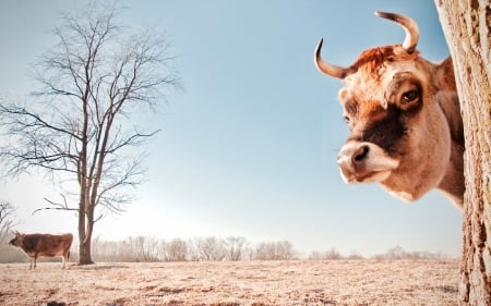 :) - cow, animal, couple, vaca, tree, horns