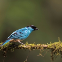 Golden Naped Tanager