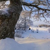 winter trees