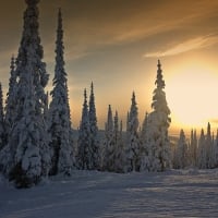 winter trees