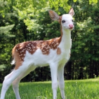 Rare White Face Deer