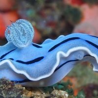 blue seaslug