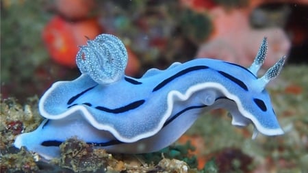 blue seaslug - water, blue, seaslug, plant, stones