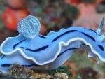 blue seaslug