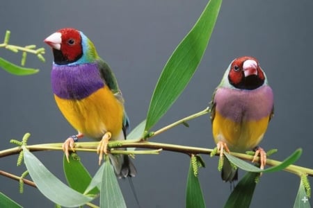 gouldian finch - animal, gouldian, bird, finch