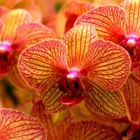 Orchids