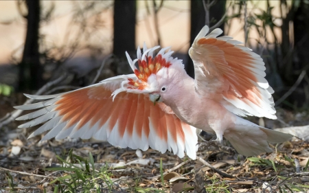 Parrot Doing the Hoky Poky - nature, animals, birds, parrot