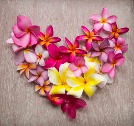 â™¥ - card, flower, valentine, plumeria, heart, yellow