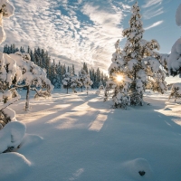 winter trees