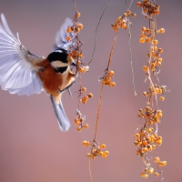 Bird feeding on berries