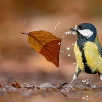 Great Tit