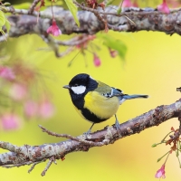 Great Tit