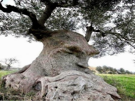 The Thinking Tree - nature, branches, tree, field