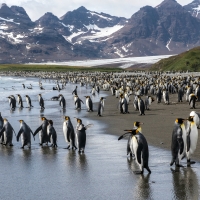 King Penguins on South Georgia Island, Antarctica