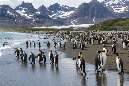 King Penguins on South Georgia Island, Antarctica - penguins, beach, mountains, antarctica, animals