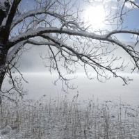 winter trees