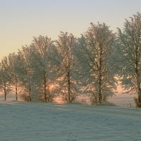 winter trees