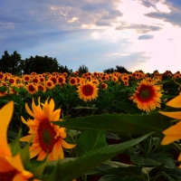 Sunflowers