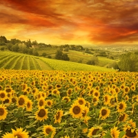 Sunflowers Field