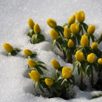 nature flowers