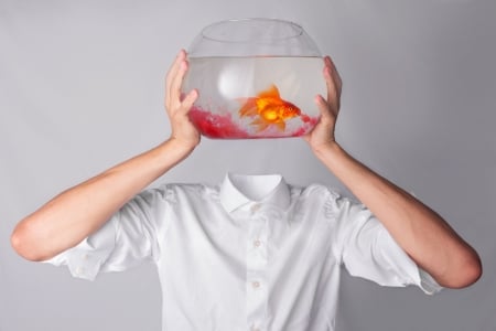 :) - vara, t shirt, aquarium, summer, funny, golden fish, white, hand, peste