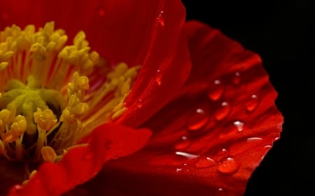 Poppy - summer, red, flower, yellow, mac, poppy, texture, vara, skin