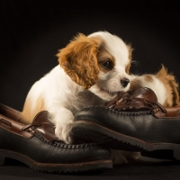 cavalier king charles spaniel