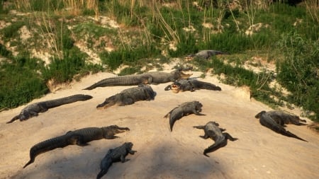 crocodiles - beach, animal, reptile, grass, crocodile