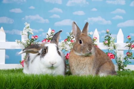 Bunnies - white, fence, rabbit, couple, blue, easter, animal, green