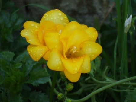 Yellow Flower - yellow, amarela, amarelo, flower, flores, flor