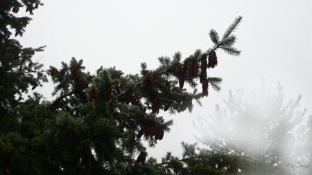 Douglas Fir in the Fog - widescreen, winter, cones, fog, washington, tree