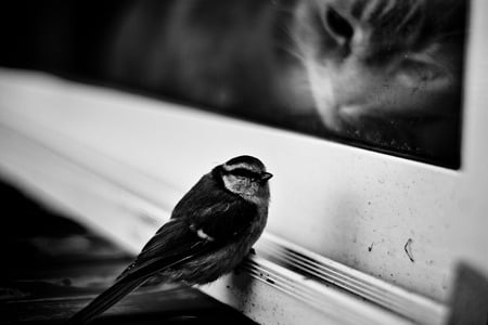 The Window - black, window, cat, bird