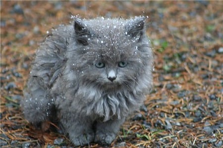 Puffy - gray, animals, kittens, cats